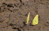 Pink-edged Sulphur Butterflies