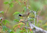 Common Yellowthroat (male)