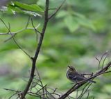 Black-throated Green Warbler (juvenile)