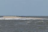 Terns on a SandBar