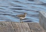 Spotted Sandpiper