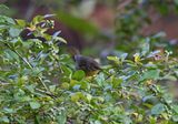 Common Yellowthroat Warbler