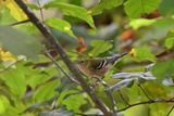 Bay-breasted Warbler