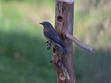 Eastern Bluebird