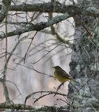 Palm Warbler