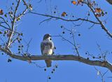 Red-tailed Hawk