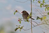 White-throated Sparrow