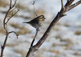 Purple Finch