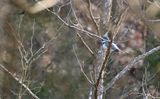 Belted Kingfisher (male)