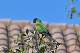 Nanday Parakeet