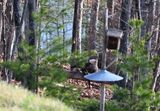 Bald Eagle (with large fish)