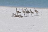 Willets