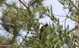Orchard Oriole