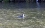 Common Loon