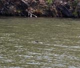 Common Loon