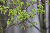 Early Spring Sugar Maple Tree