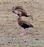 Black-bellied Whistling-Duck (fulgens)