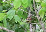 Dickcissel (male)