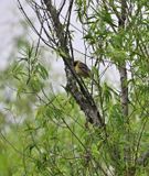 Orchard Oriole