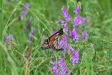 Monarch on pretty flowers