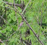 Eastern Phoebe