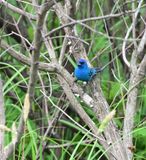 Indigo Bunting