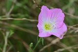 Pink Evening Primrose - Oenothera Speciosa