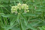 Green antelopehorn Milkweed