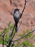 Woodhouses Scrub Jay