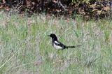 Magpie