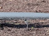 Killdeer (immature)