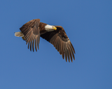 Large Female Bald Eagle