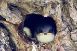 tree swallow chick
