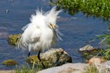 Egret fluffing up its feathers