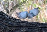 Eurasian Collared Dove