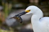 Egret caught  a crawfish! Santee Lakes, 6/2/24
