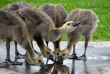 Drinking out of the sidewalk puddle Baby Canada Geese, Santee Lakes 6.12.24