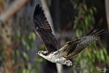  flying from tree branch to tree branch
