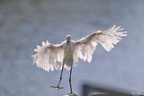 Balancing act on the small piers handrail