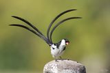 Showing his tail feathers!