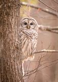 Barred Owl