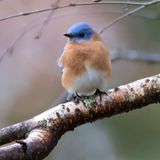 Eastern Bluebird