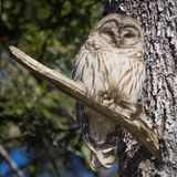Barred owl