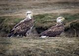 Bald Eagles