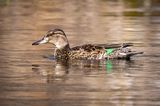Green-winged Teal hen