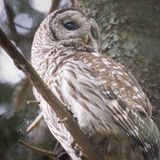 Barred Owl
