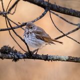 Hermit Thrush