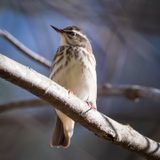 Louisiana Waterthrush