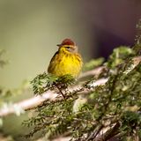 Palm Warbler