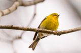 Pine Warbler